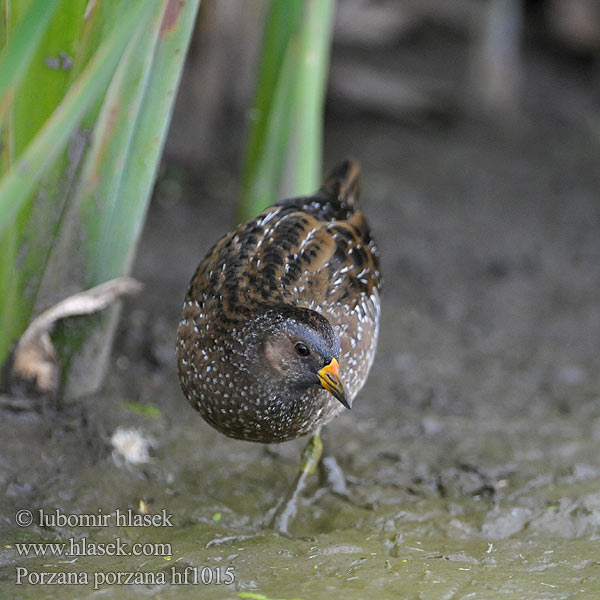 Porzana porzana Spotted Crake Chřástal kropenatý