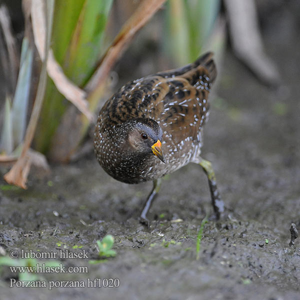 Porzana porzana Spotted Crake Chřástal kropenatý