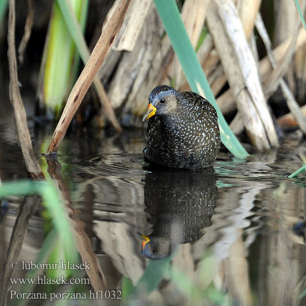 Porzana porzana Spotted Crake Chřástal kropenatý