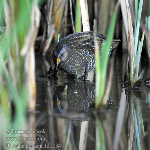 Porzana porzana Spotted Crake Chřástal kropenatý