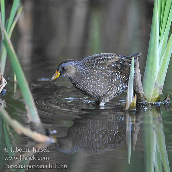 Porzana porzana Spotted Crake Chřástal kropenatý