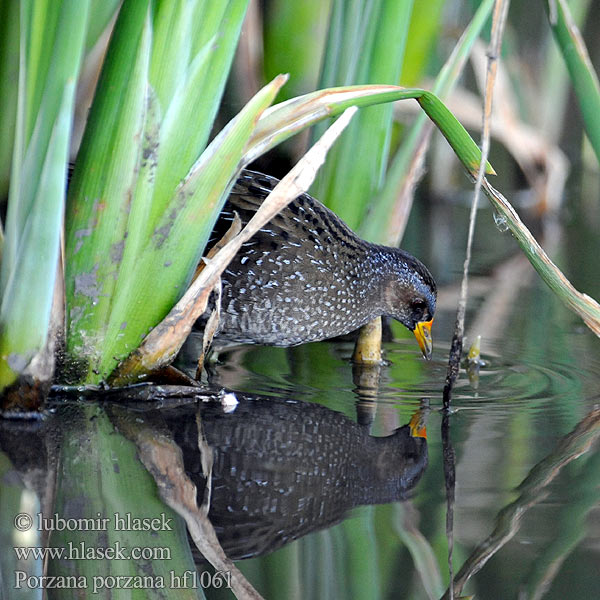 Porzana porzana Spotted Crake Chřástal kropenatý