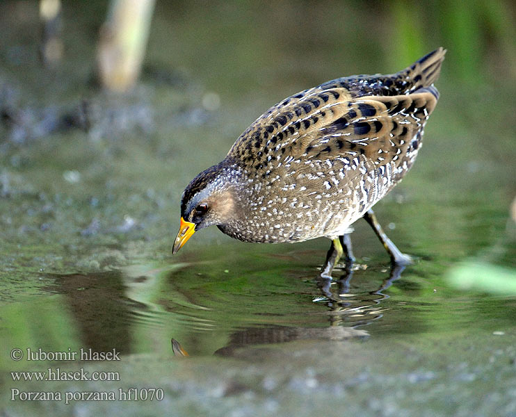 Porzana porzana Spotted Crake Chřástal kropenatý