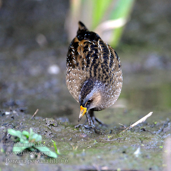 Porzana porzana Spotted Crake Chřástal kropenatý