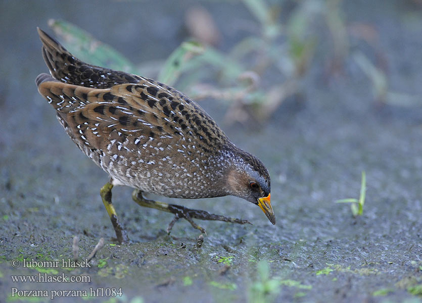 Porzana porzana Spotted Crake Chřástal kropenatý