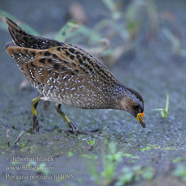 Porzana porzana Spotted Crake Tüpfelsumpfhuhn Kropiatka Chřástal kropenatý