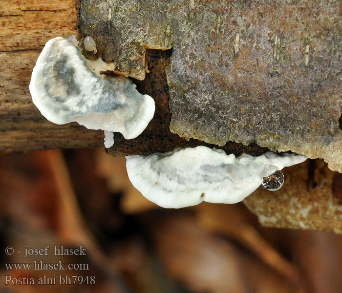 Postia alni Tyromyces subcaesius subcaesia Bělochoroš olšový Pikkuhaprakääpä Polypore l'aulne Blueing Bracket Blegblå Kødporesvamp Blek blåkjuke Постия ольховая