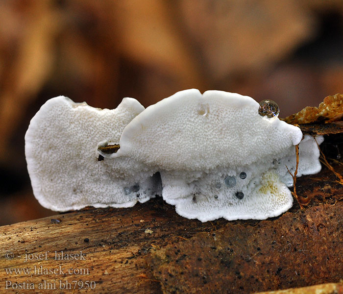 Pikkuhaprakääpä Polypore l'aulne Blueing Bracket Blegblå Kødporesvamp Blek blåkjuke Постия ольховая Postia alni Tyromyces subcaesius subcaesia Bělochoroš olšový