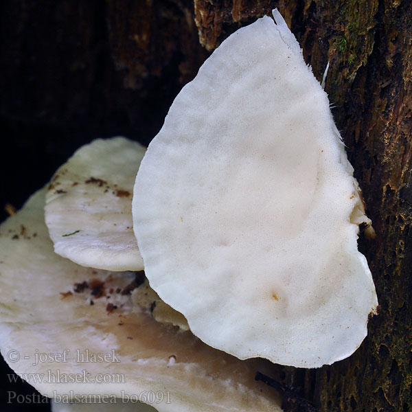 Postia balsamea Oligoporus balsameus Bělochoroš cystidonosný