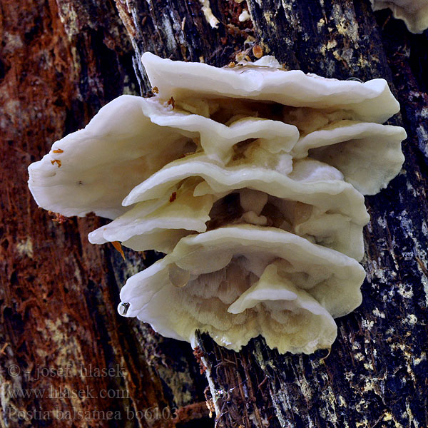 Postia balsamea Polypore baumier Rosettkjuke Постия пихтовая