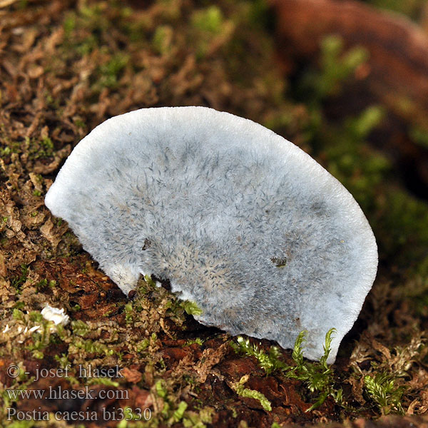 Blauwe kaaszwam Blauender Saftporling Białak modry Tvarohovník modrastý Oligoporus caesius Bělochoroš modravý Blåticka Leptoporus Polyporus Thelephora caesia Tyromyces Blåkjuke アオゾメタケ Олигопорус синевато-серый Modri skutovec Conifer Blueing Bracket Blåkjuke Sinihaprakääpä Polypore bleuté