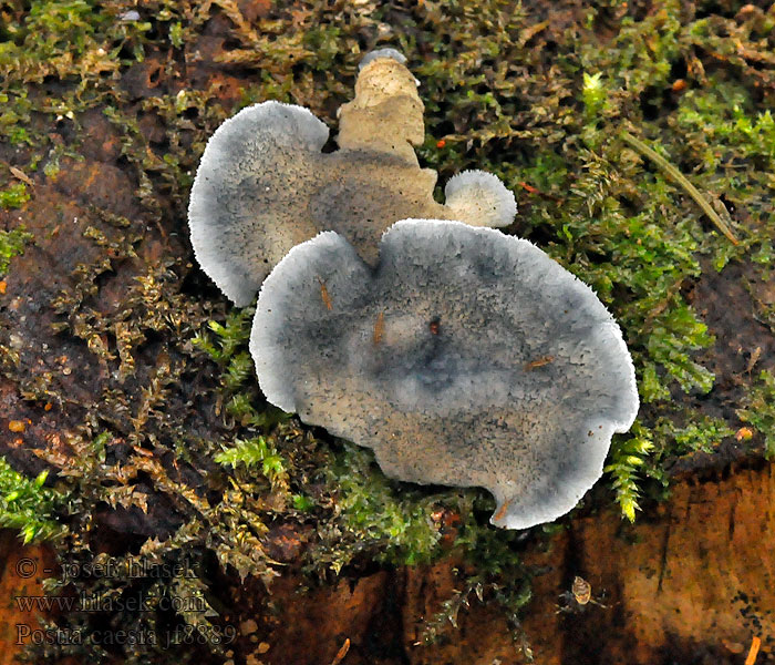 Blauender Saftporling Drobnoporek modry Postia caesia