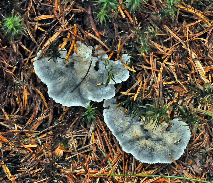 Bělochoroš modravý Conifer Blueing Bracket Polypore bleuté Postia caesia