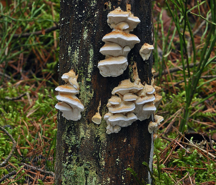 Postia fragilis Oligoporus Bělochoroš křehký