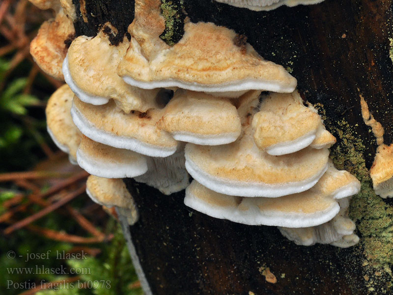 Postia fragilis Oligoporus Bělochoroš křehký