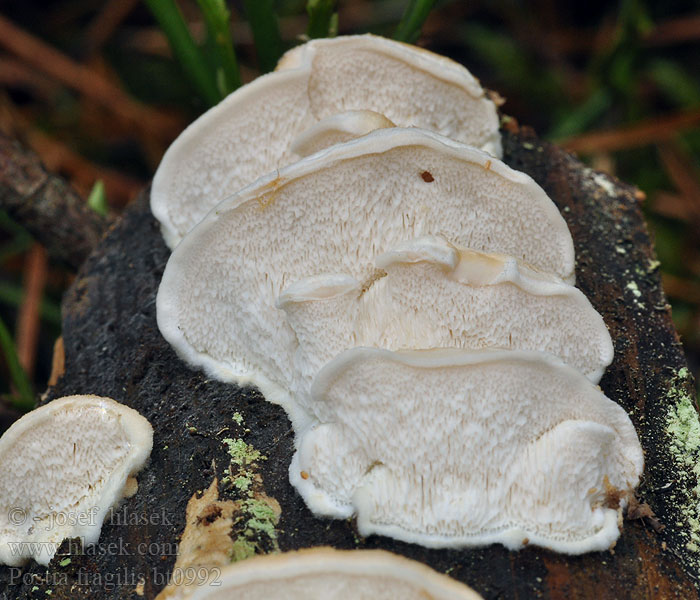 Postia_fragilis_bt0992