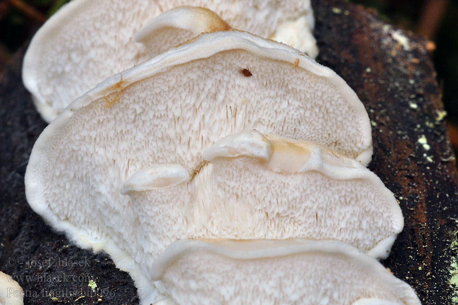 Postia_fragilis_bt0996