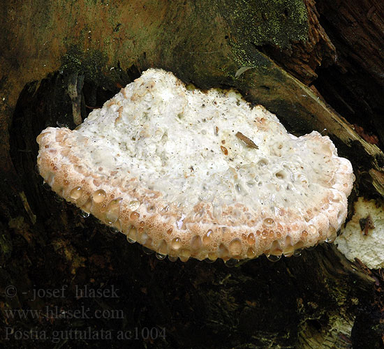 Postia guttulata Oligoporus guttulatus Spongiporus Tyromyces Bělochoroš slzící Tvarohovník Tippahaprakääpä gropticka Polypore guttulé Drobnoporek łzawiący Getropfter Saftporling Dråbe-Kødporesvamp Zwetende Kaaszwam シミガタセンベイタケ Dråpekjuke Олигопорус гуттирующий Gropticka