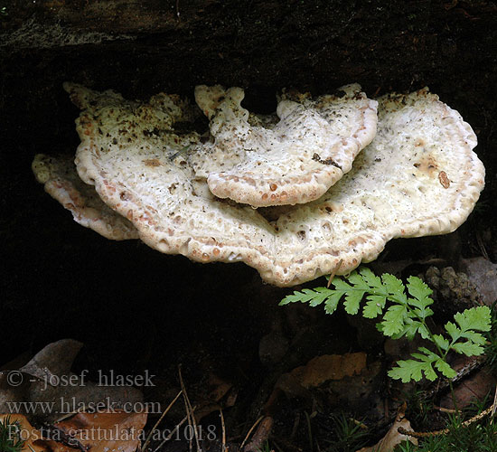 Postia guttulata ac1018