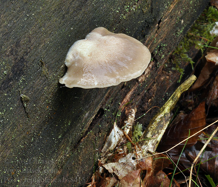 Harmohaprakääpä Polypore souris Musemelkekjuke Постия серо-белая