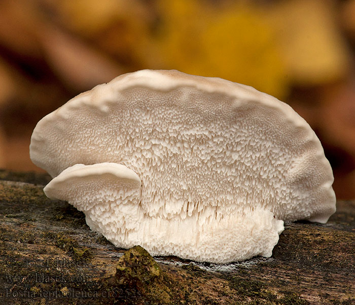 Postia tephroleuca