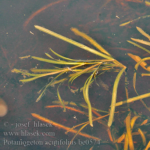 Potamogeton acutifolius Rdest ostrolistý Rdestnica ostrolistna