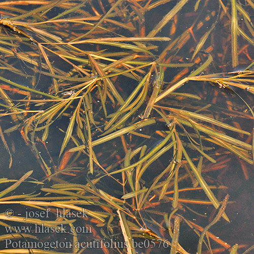 Sharp-leaved Pondweed Spitzblatt-Laichkraut Spitzblättriges