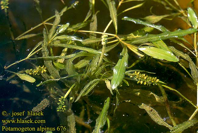 Potamogeton alpinus Alpine Red Pondweed Purovita punervavita