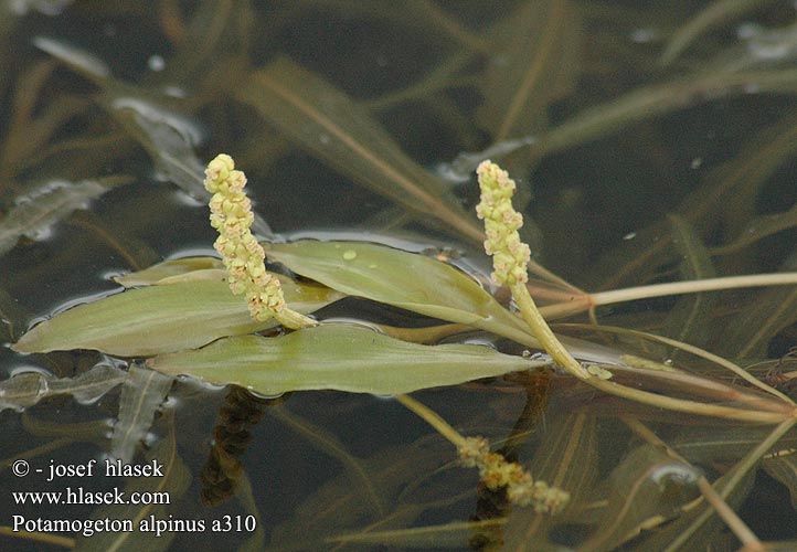 Potamogeton alpinus Alpen-Laichkraut Rusttjønnaks Rdestnica alpejska