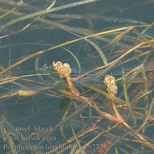 Potamogeton berchtoldii Rdest Berchtoldův Potamot Berchtold Small Pondweed