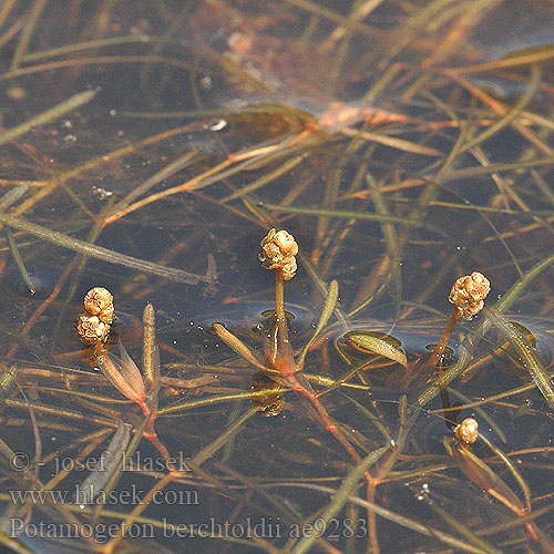 Potamogeton berchtoldii Berchtolds Laichkraut Klein fonteinkruid Liden Vandaks