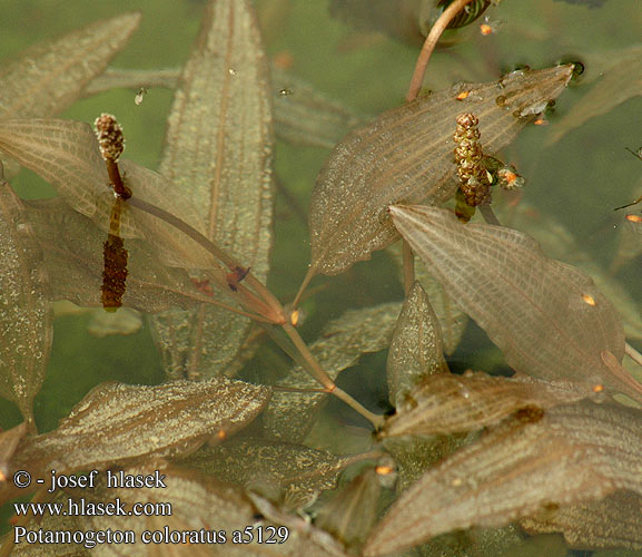 Potamogeton coloratus Színes békaszőlő Vejbred-vandaks Potamot coloré