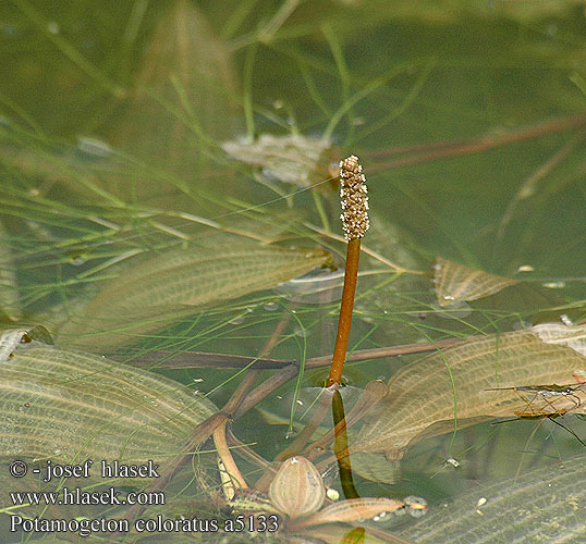 Potamogeton coloratus Potamot coloré Weegbreefonteinkruid