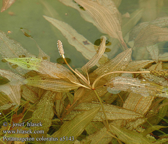 Potamogeton coloratus Rdest zbarvený Farb-Laichkraut Rdestnica zabarwiona