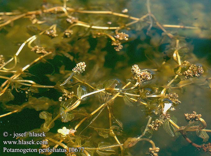 Potamogeton perfoliatus Potamot perfolié Ahvenvita Ålnate