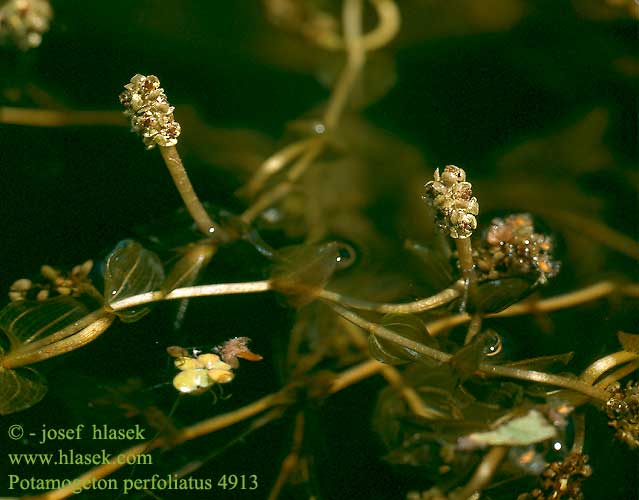 Potamogeton perfoliatus Durchwachsenes Laichkraut Rdestnica przeszyta