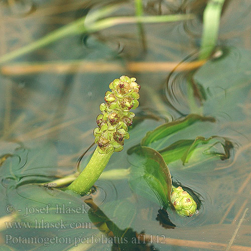 Potamogeton perfoliatus ヒロハノエビモ Hínáros békaszőlő Hjertetjønnaks