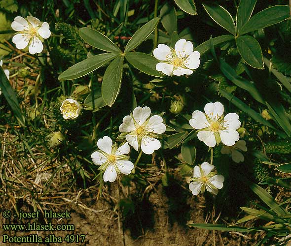 Potentilla alba Mochna bílá Weißes Fingerkraut Pięciornik biały