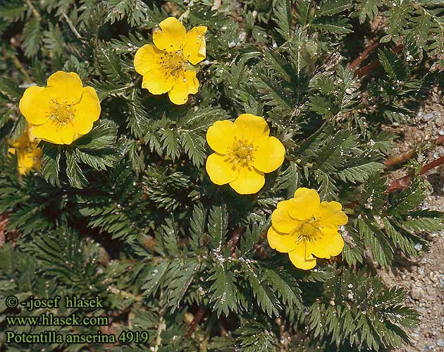 Potentilla anserina Ketohanhikki Potentille ansérine Zilverschoon