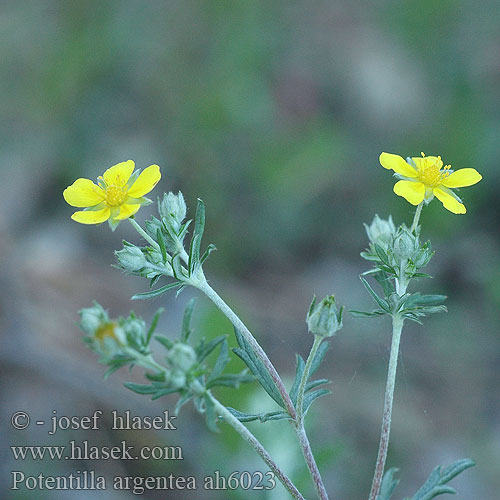 Potentilla argentea Silver Hoary Cinquefoil Femfingerört