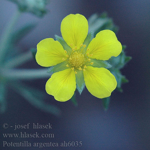 Potentilla argentea Silber-Fingerkraut Pięciornik srebrny