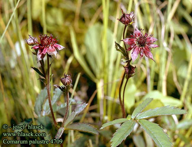 Potentilla palustris Comarum palustre Zábělník Mochna bahenní