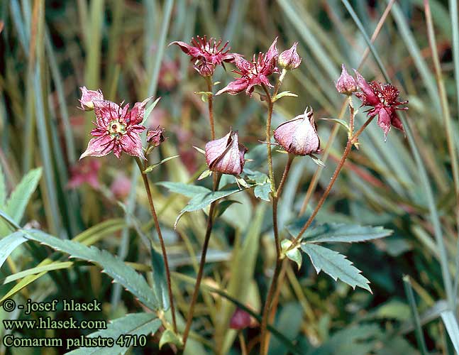 Sumpf-Blutauge Marsh Cinquefoil Purple Five-finger Pięciornik błotny