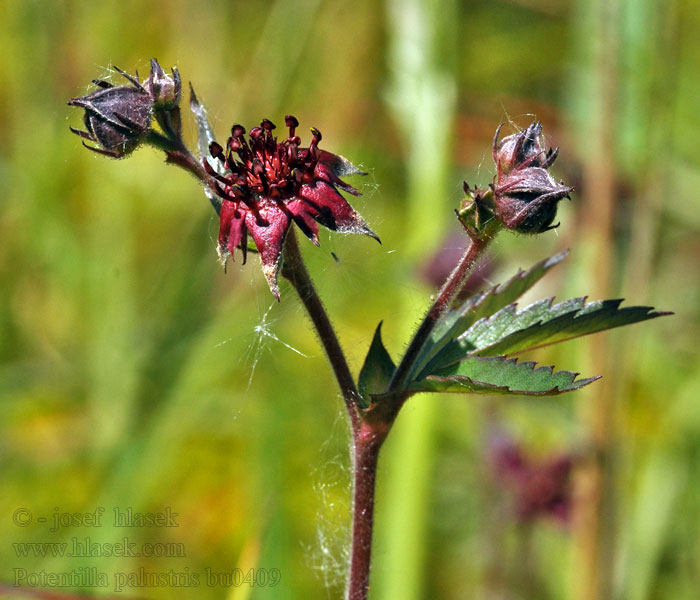 Potentille marais Comaret Kragefod Nátržnica močiarna Potentilla palustris