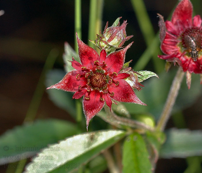 Kurjenjalka Kråkklöver Tőzegeper Wateraardbei Myrhatt Potentilla palustris