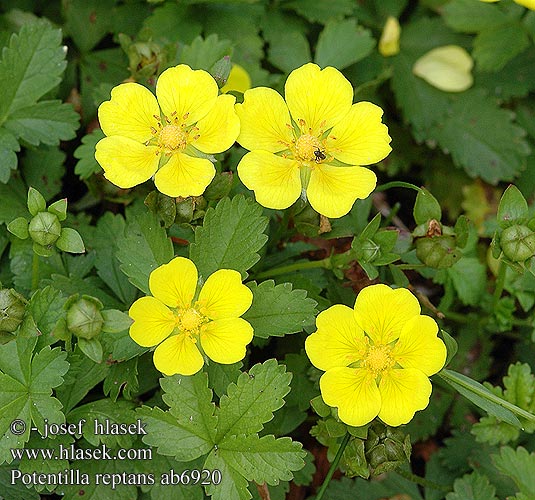 Potentilla reptans Mochna plazivá Kriechendes Fingerkraut Creeping cinquefoil