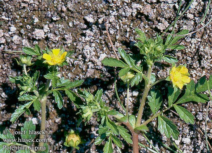 Potentilla supina Mochna nízká poléhavá Niedriges Fingerkraut