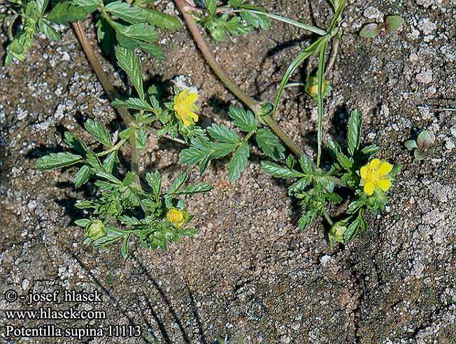 Potentilla supina Pięciornik niski Potentille couchée