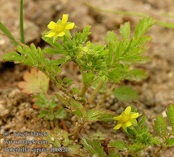 Potentilla supina Liggende ganzerik Møllemure Лапчатка низкая