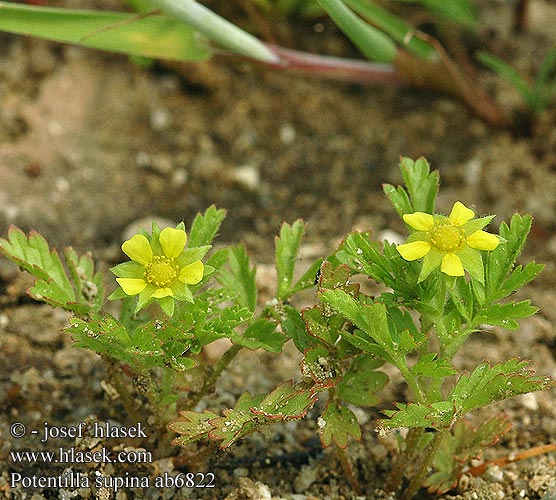 Potentilla supina Mochna nízká poléhavá